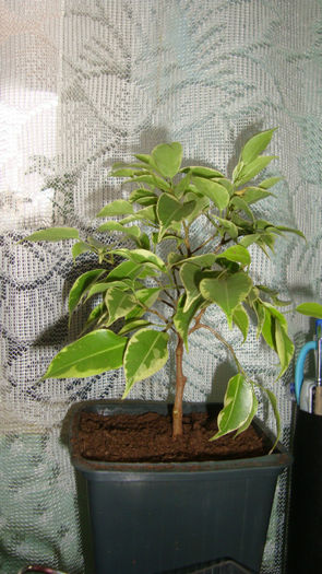 1.3 - Ficus Benjamin