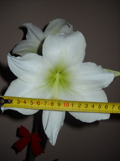 004 - 1AMARYILIS 2010-2019