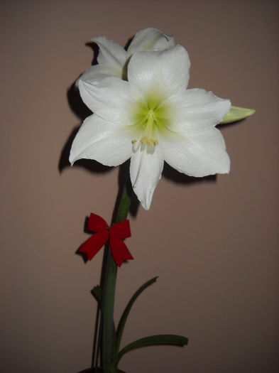 Frumusica !!! - 1AMARYILIS 2010-2019