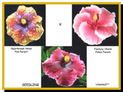  - hibiscus din seminte