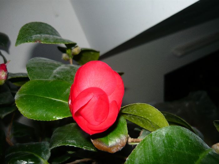 inca o floare! - camelia