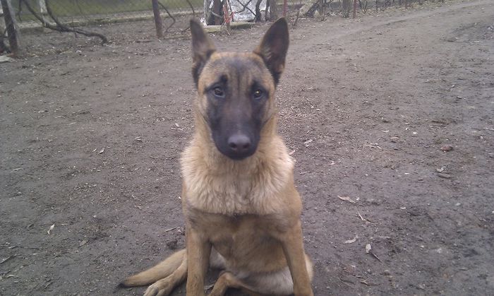 IMAG0325 - Sara  ciobanesc belgian malinois