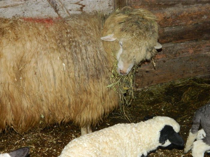 Picture 011 - Diverse-Claudiu