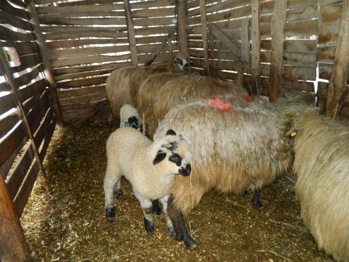 Picture 024 - Diverse-Claudiu