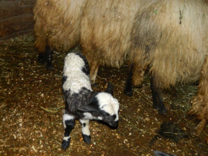 Picture 006 - Diverse-Claudiu