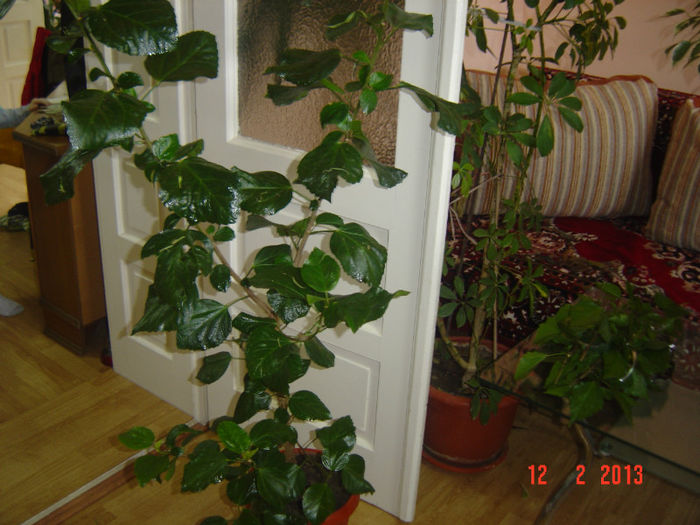 Picture 1159 - 0 HIBISCUS