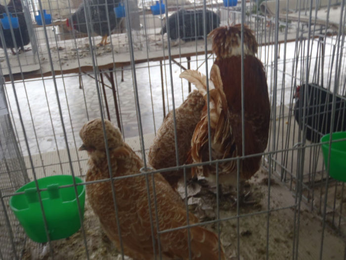 P1010019 - Expozitie pasari