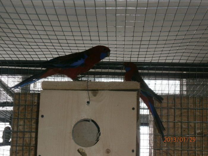 Rosella Penant - Papagali Rosella Penant