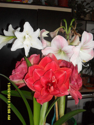  - 2_Amaryllis-2013