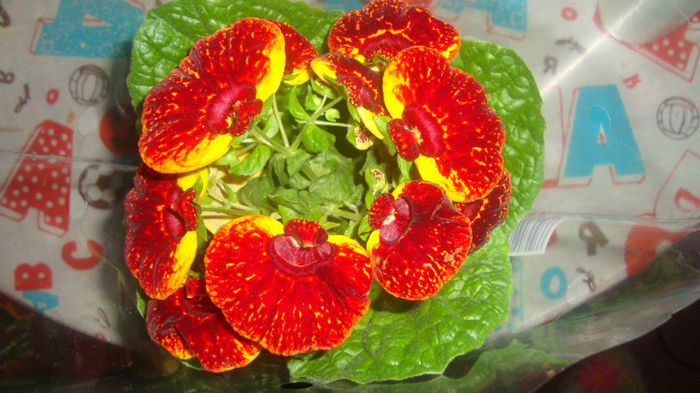 1 - Calceolaria