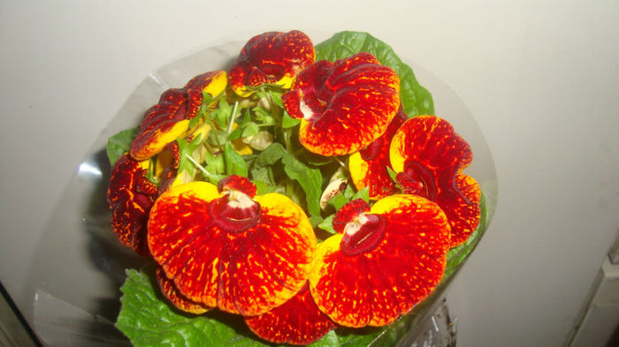 2 - Calceolaria