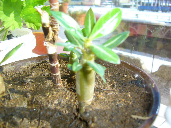 P1080276 - adenium din seminte