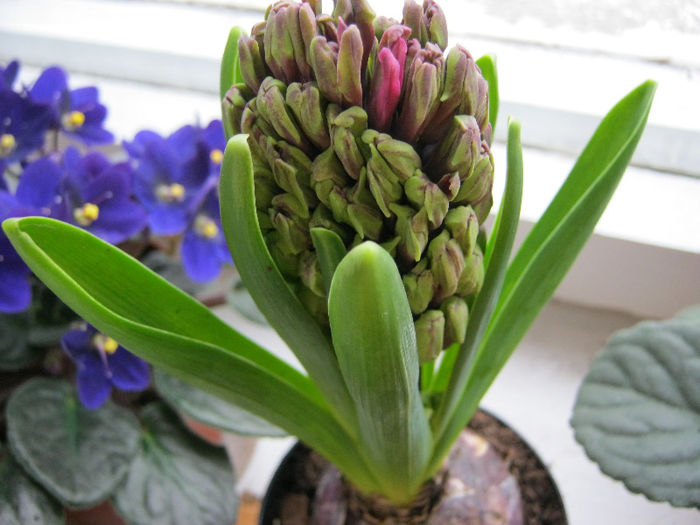 Hyacinth Woodstock - Florile mele 1