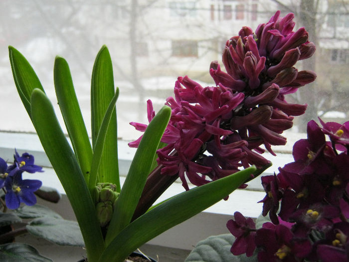 IMG_5569 - Florile mele 1