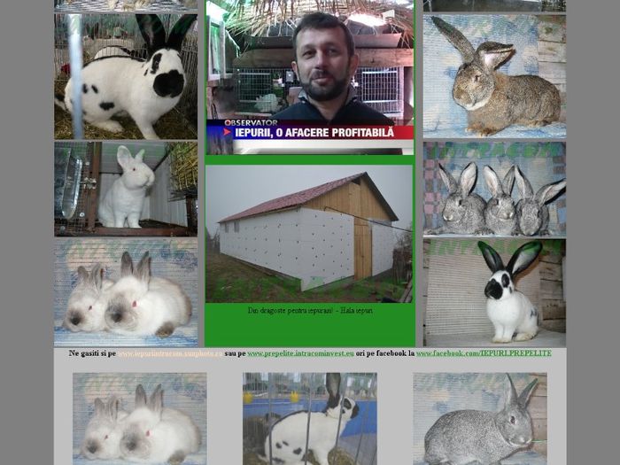 www.iepuri.intracominvest.eu; Ferma iepuri
