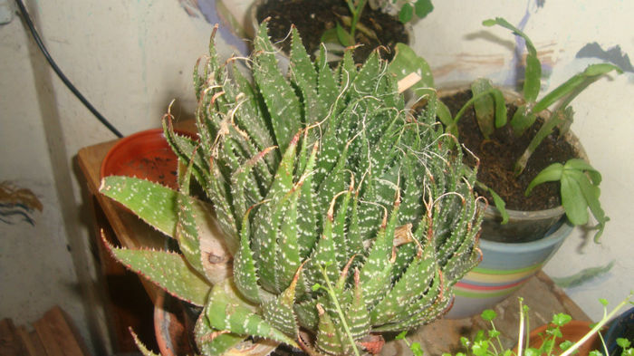 3 - Cactusi diversi
