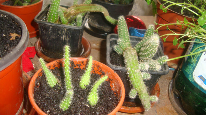 1 - Cactusi diversi