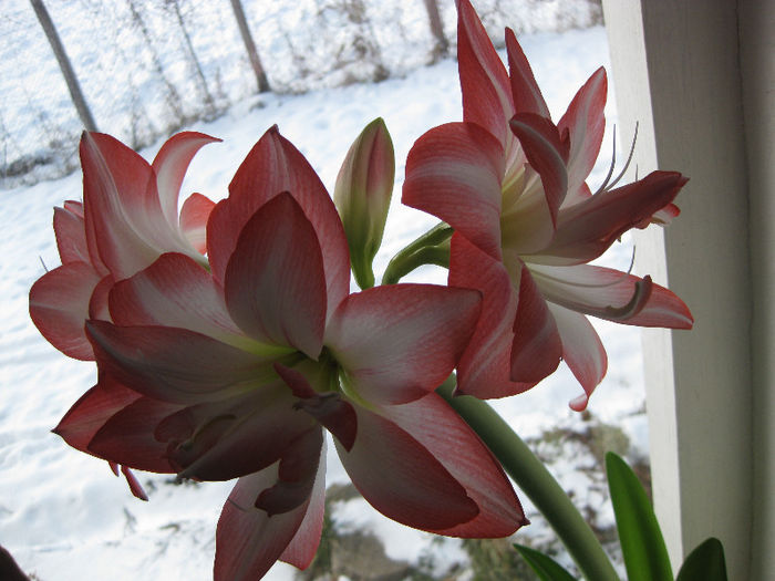 amaryllis 2013 in plina floare - FLORILE MELE amaryllis colocasia philodendron