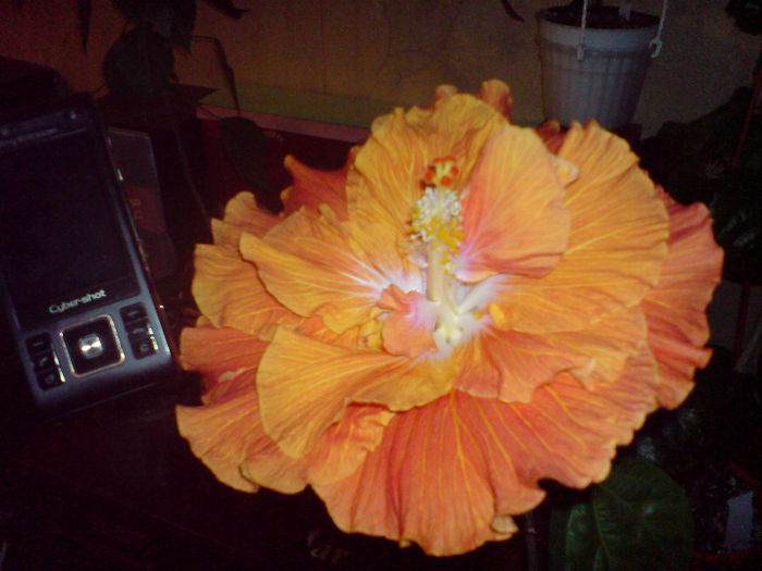 Hibiscus Early Times - 2013