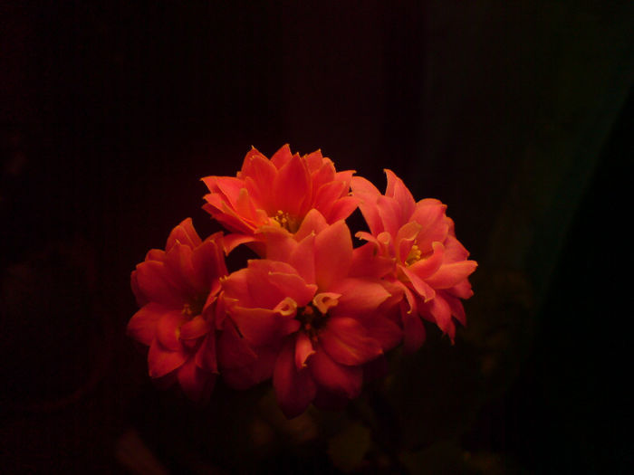 Kalanchoe - 2013