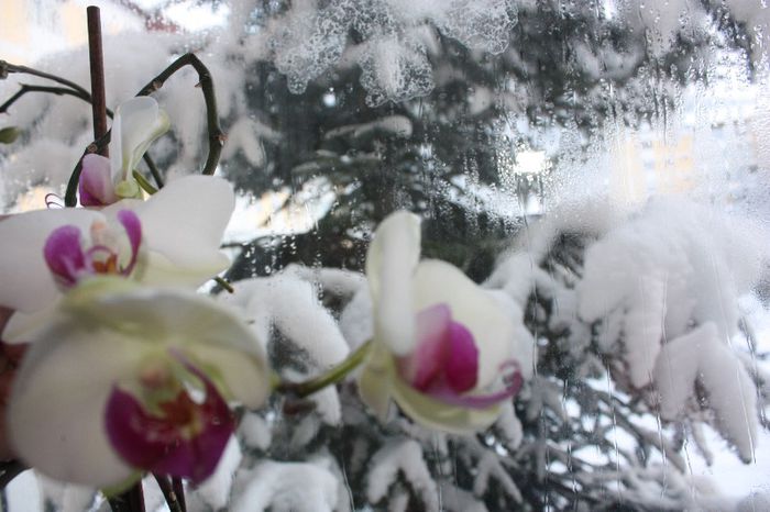 IMG_8837 - Flori februarie