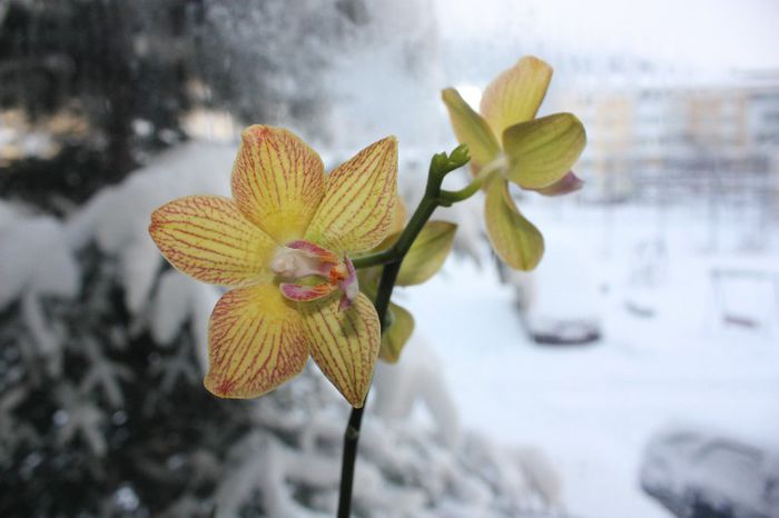 IMG_8844 - Flori februarie