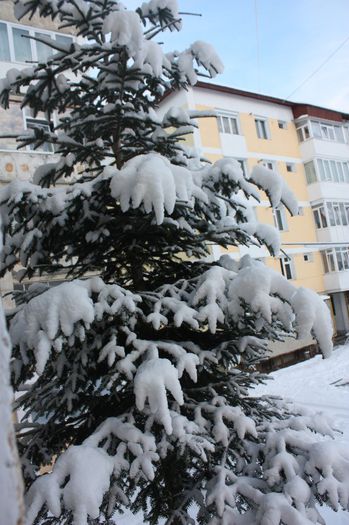 IMG_8845 - Flori februarie