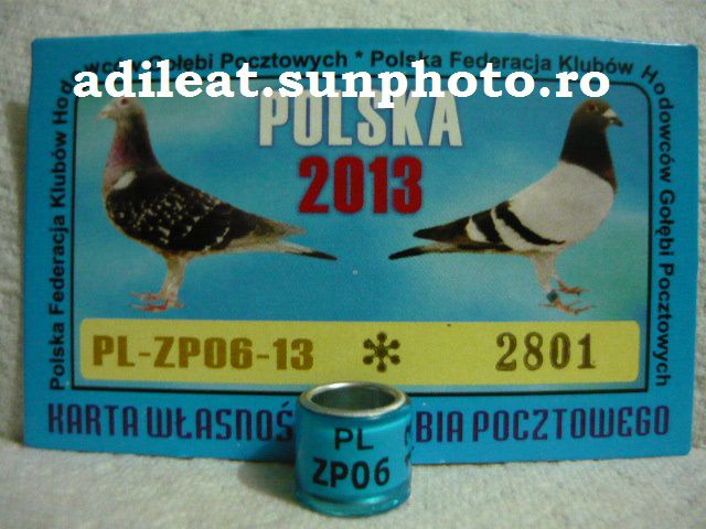 POLONIA-2013.,