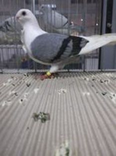 86046621_PADEFEA