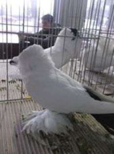 86048550_SDTRRKO3