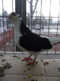 86053899_SGJUFLD3