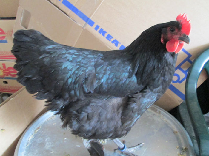 IMG_0263 - AUSTRALORP adus de la LEIPZIG