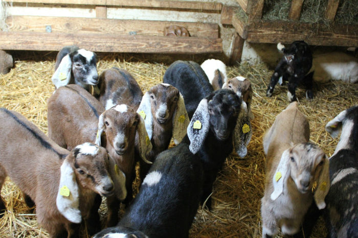 de vanzare iedute si tapusori RFG - crescatori de capre -austria ziege farm