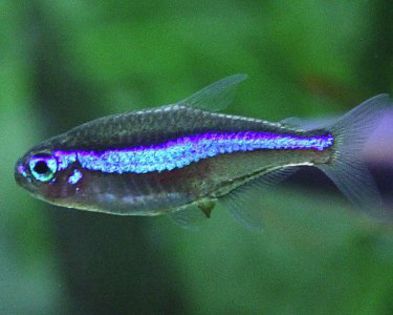 GreenNeonTetra1 - blue-neon -green si gold