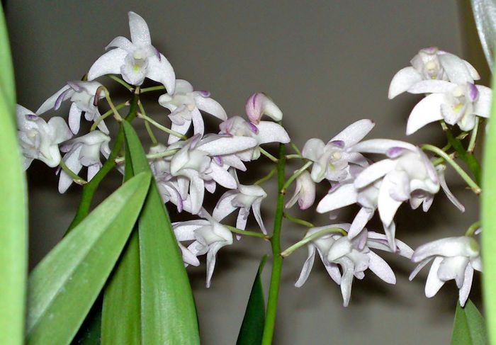  - Dendrobium 2