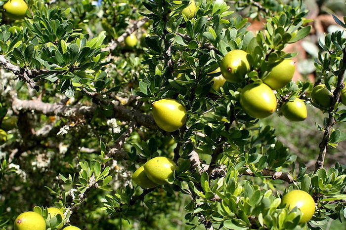 ARGAN Argania spinosa