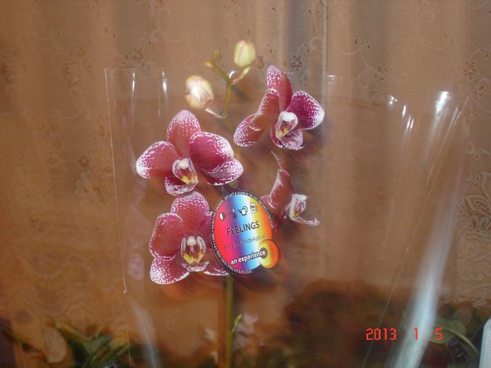 DSC01261 - orhidee