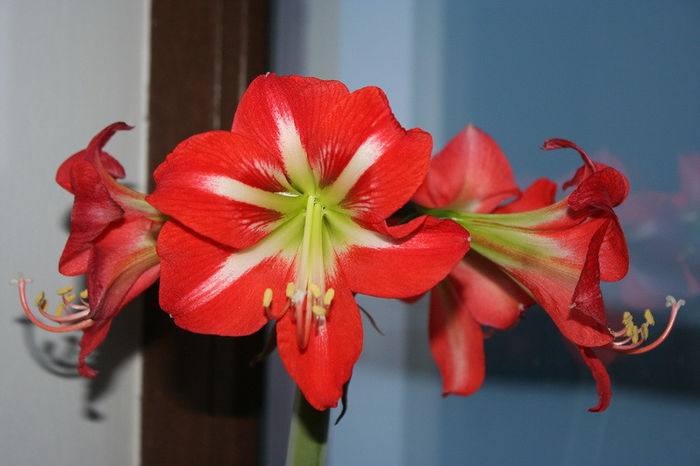 posibil Minerva dar cu floarea mica - zz Amaryllis