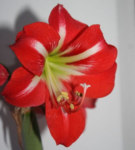 posibil Minerva dar cu floarea mica - zz Amaryllis