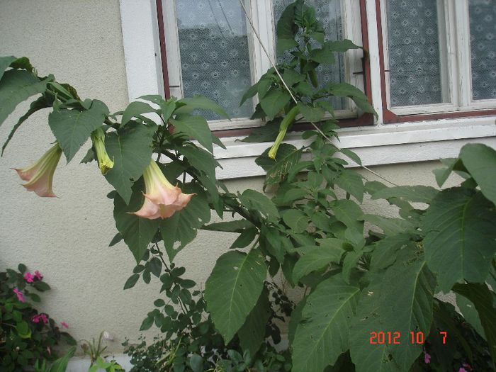 brug. roz - brugmansia si datura