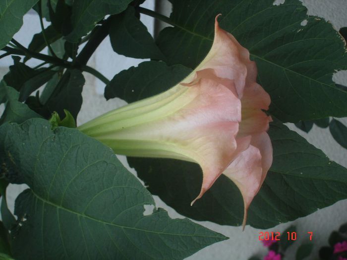 brug. roz - brugmansia si datura