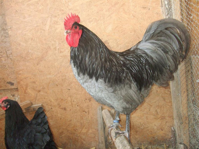 DSCF8030 (Medium) - Australorp - arhiva