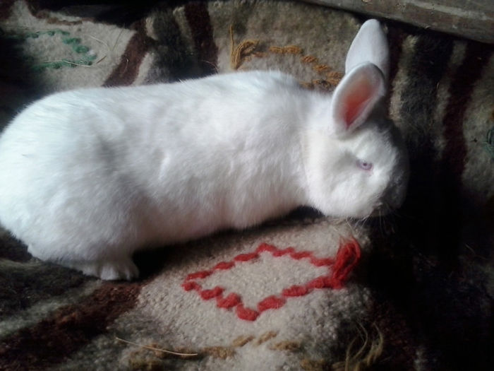 4 luni si doua saptamani