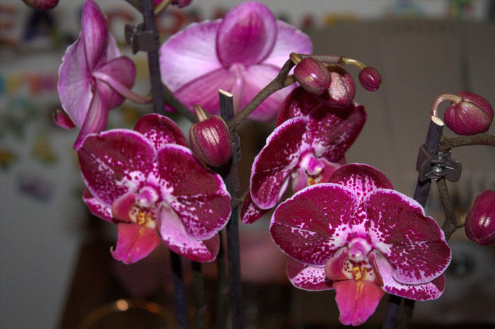 IMG_2250 - 1-Orhideele mele dragi