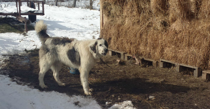 Ursu'; fiul lui lui Candy si Mic, ajuns la oi, la varsta de 10 luni jumatate.
