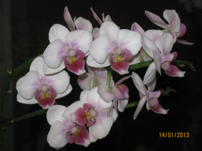 Miniature Orchid Phal Be Tris - 1-Orhideele mele dragi