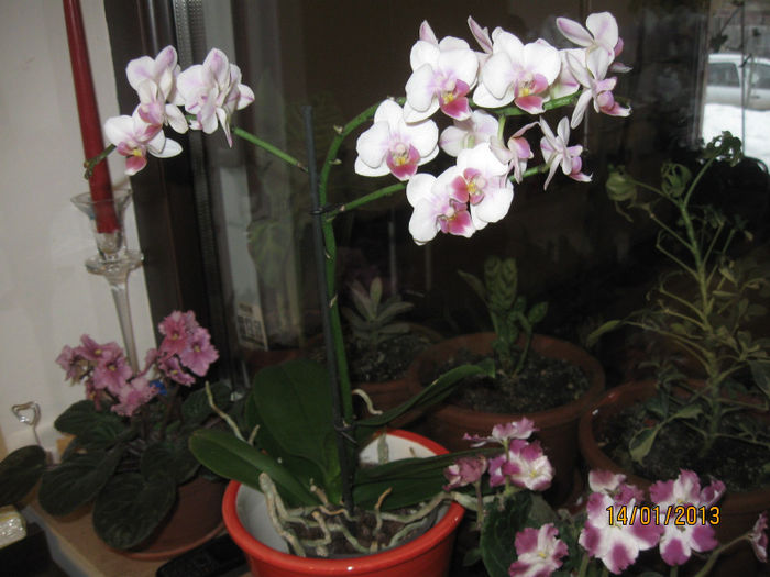 Miniature Orchid Phal Be Tris - 1-Orhideele mele dragi