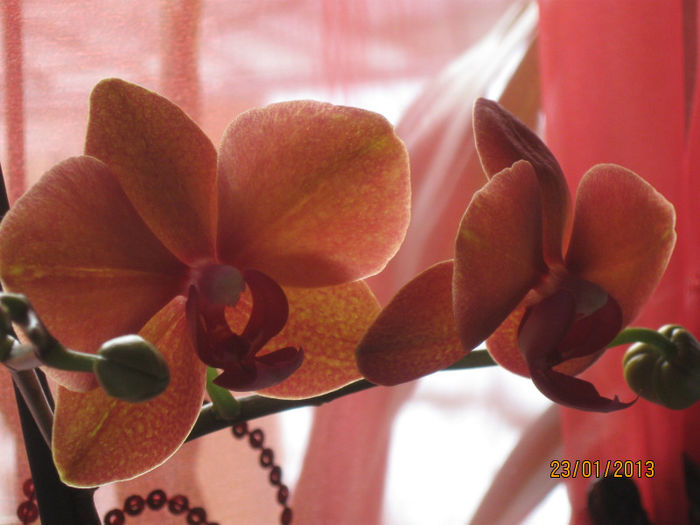 IMG_0023 - 1-Orhideele mele dragi