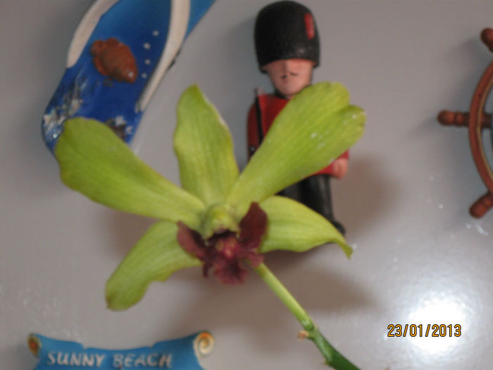 DENDROBIUM PHALAENOPSIS - 1-Orhideele mele dragi