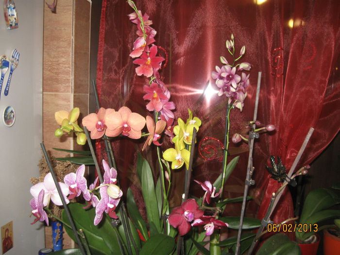 cos cu orhidee - 1-Orhideele mele dragi